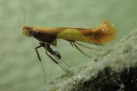 Caloptilia alchimiella