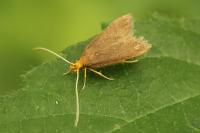 Eurodachtha pallicornella