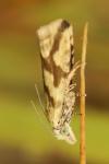 Thiodia citrana
