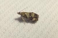 Tebenna micalis