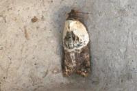 Acleris variegana