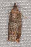 Ancylis achatana
