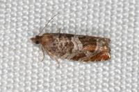 Ancylis achatana