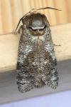 Cossus cossus