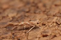 Pyroderces argyrogrammos