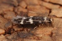 Oegoconia