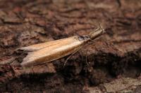 Pleurota aristella
