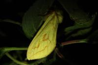 Hepialus humuli