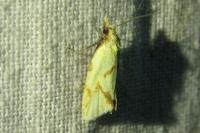 Agapeta hamana