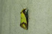 Agapeta zoegana