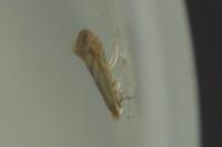 Phyllonorycter