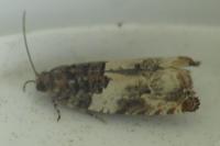 Gypsonoma dealbana