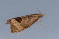 Notocelia uddmanniana