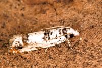Eucosma campoliliana