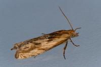 Eucosma gr. cana