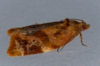 Ditula angustiorana
