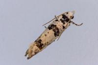 Eucosma campoliliana
