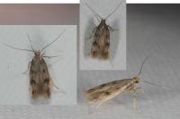 Borkhausenia nefrax