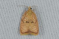 Acleris forsskaleana