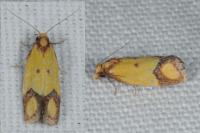 Agapeta zoegana