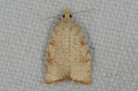 Aleimma loeflingiana