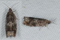 Ancylis achatana