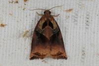 Archips podana