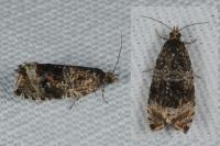 Celypha lacunana