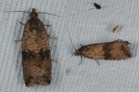 Celypha striana