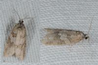 Cnephasia