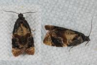 Ditula angustiorana