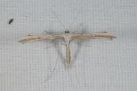 Emmelina monodactyla