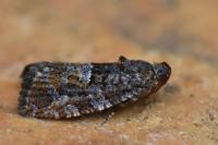 Eudemis profundana