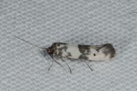 Enolmis acanthella