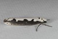 Ethmia bipunctella