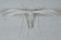 Pterophorus pentadactylus