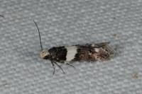 Recurvaria leucatella