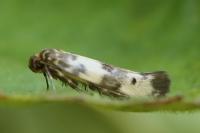 Enolmis acanthella