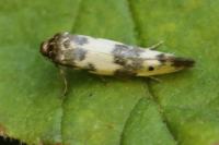 Enolmis acanthella