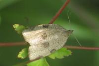 Lozotaenia forsterana