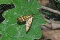 Nemophora degeerella