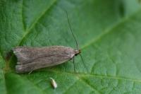Acompsia cinerella