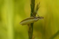 Pleurota aristella