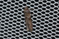 Blastobasis glandulella