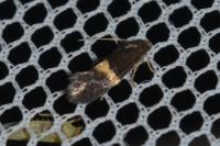 Elachista chrysodesmella