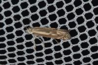 Isophrictis lineatella