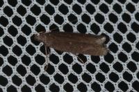 Neofaculta ericetella