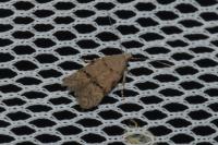 Teleiodes vulgella