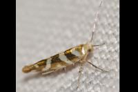 Argyresthia goedartella
