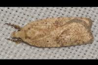 Agonopterix assimilella